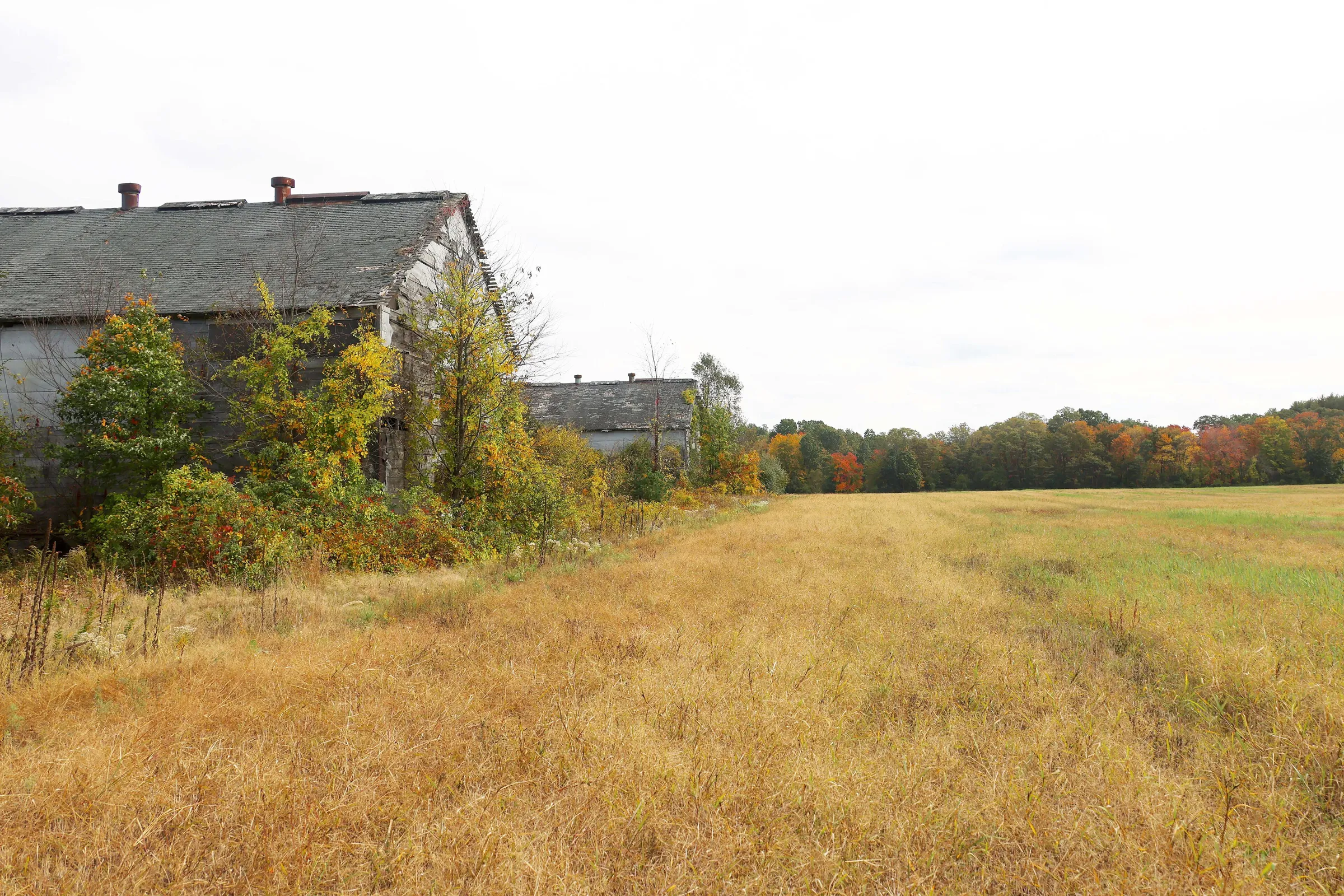 Old tobacco barns at the edge of a meadow in Simsbury